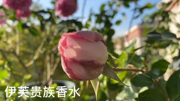 月季花兒們-伊芙系列，驚豔四座