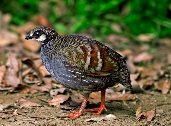 東江攬勝:收集常見鳥類圖譜之陸禽篇,攝鳥人自留地,建議收藏 東江攬勝:收集常見鳥類圖譜之陸禽篇,攝鳥人自留地,建議收藏