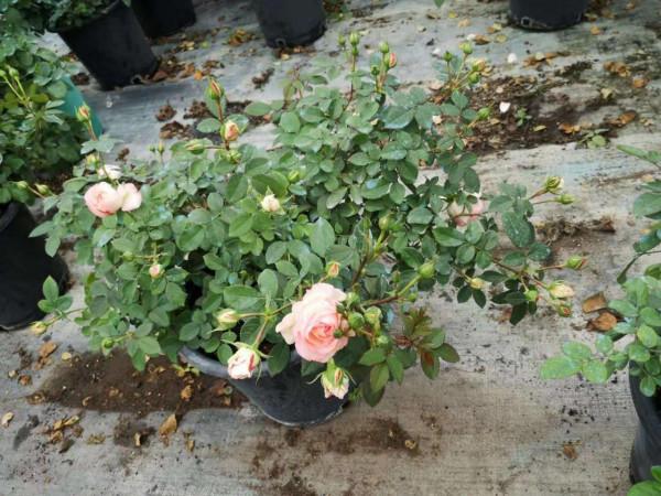 小巧型月季“可愛多”,新人小白打理好這5個方面,也能養得漂亮 小巧型月季“可愛多”,新人小白打理好這5個方面,也能養得漂亮