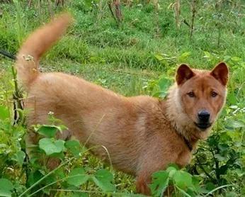 狗主人把狗賣給狗肉火鍋店被小夥救下，卻被小夥的父親大罵