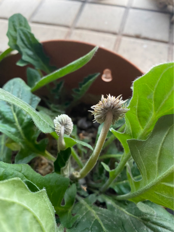 室內種點非洲菊,淨化空氣的小能手,還能“補貼家用” 室內種點非洲菊,淨化空氣的小能手,還能“補貼家用”