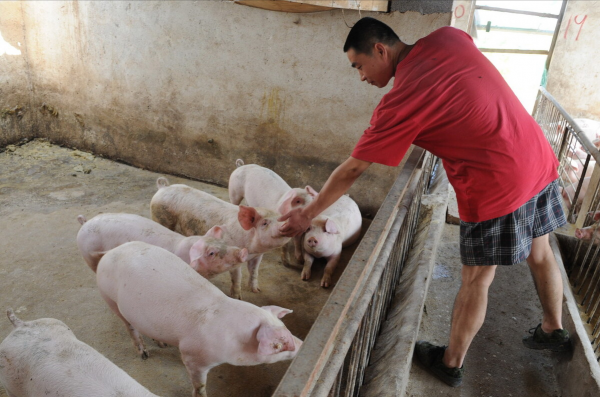 退伍老兵返鄉養黑豬，一年賣出5000萬，帶領老鄉一起走上致富路