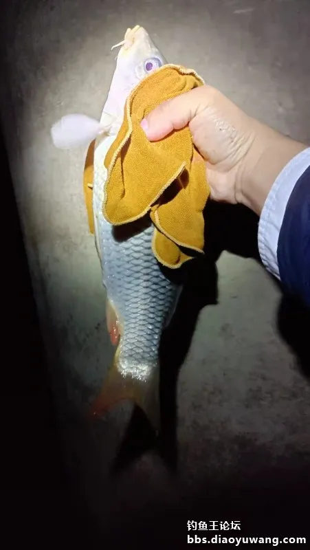 瘋影鯽釣鯉,開光大吉 瘋影鯽釣鯉,開光大吉