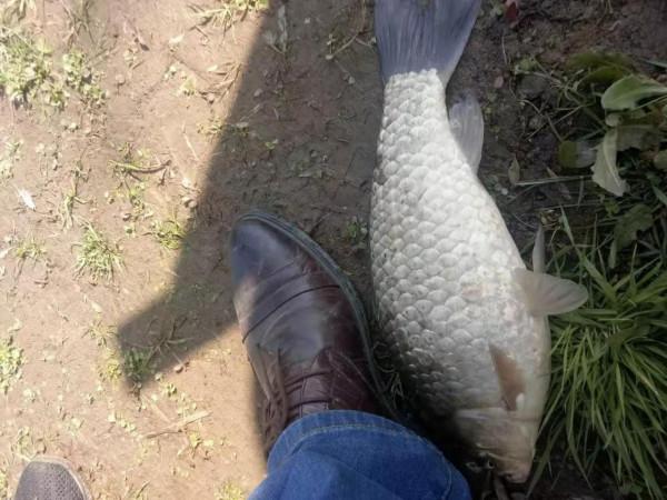 釣魚人該樂了！全能型冷空氣將橫掃我國，又是板鯽“爆護”時