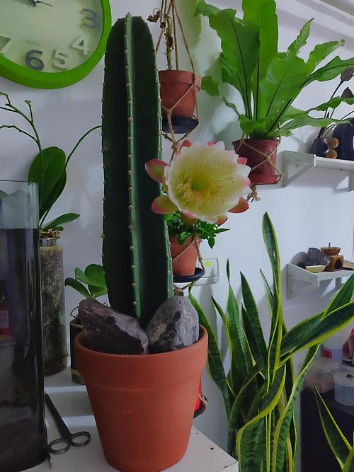 7種大型花，號稱“死不了”，看著很霸氣，還能吸廢氣，值得養