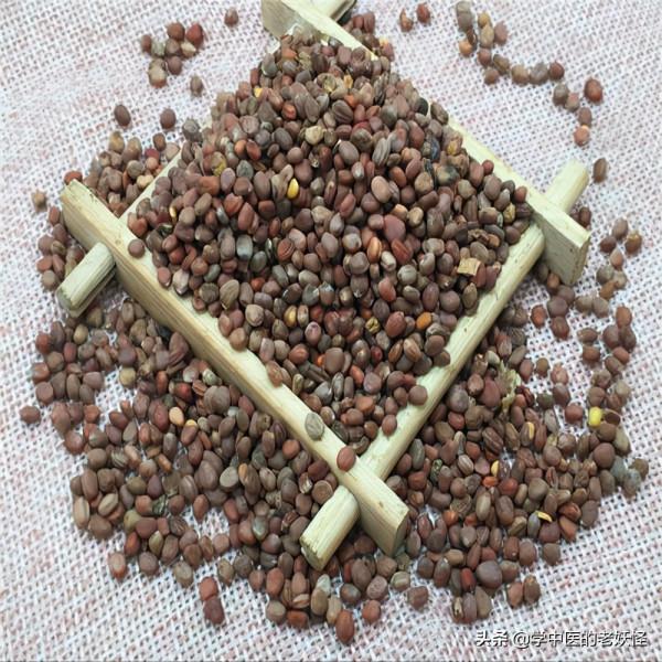 每日學習一味中藥——萊菔子