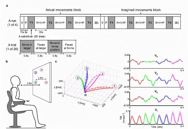 用腦電圖慢皮層電位重建3D空間中的手,肘和肩的實際和想象的軌跡 用腦電圖慢皮層電位重建3D空間中的手,肘和肩的實際和想象的軌跡