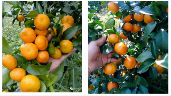 賣統果 PK 分批採,怎樣賣果更賺錢?為何有人說早賣划不來? 賣統果 PK 分批採,怎樣賣果更賺錢?為何有人說早賣划不來?