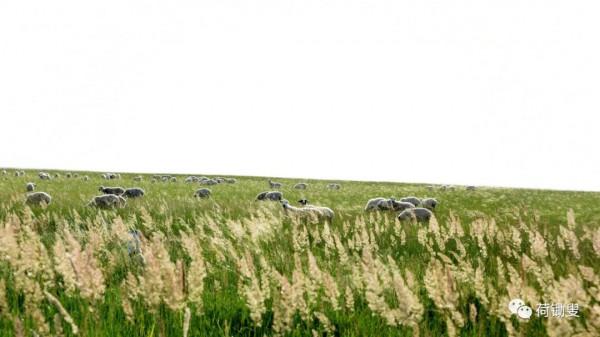 這才是真正的大草原 這才是真正的大草原