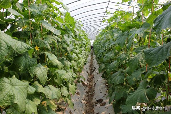 種植就用三種萬能肥料配方，學會了生根壯苗又增產，無可替代