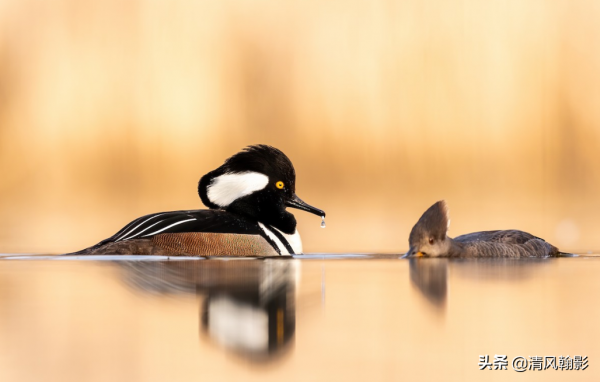 來自美洲的秋沙鴨，漂亮的羽冠