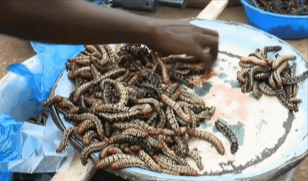 中國小夥逛非洲菜市場的真實感受:食物種類齊全、料理無奇不有 中國小夥逛非洲菜市場的真實感受:食物種類齊全、料理無奇不有