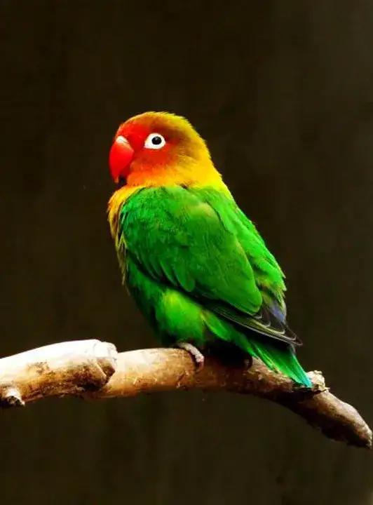 大自然中漂亮的“鳥兒”,日常生活中你見過幾種 大自然中漂亮的“鳥兒”,日常生活中你見過幾種