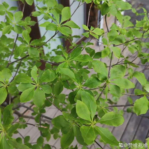 最近流行的簡約風綠色，這3種植物，納涼經典又好養