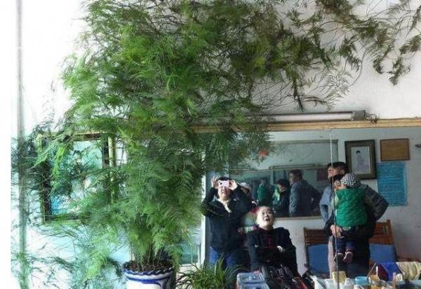 給&OpenCurlyDoubleQuote;文竹&rdquo;喝一點&OpenCurlyDoubleQuote;甜水&rdquo;，半年長到&OpenCurlyDoubleQuote;天花板&rdquo;，一點不&OpenCurlyDoubleQuote;吹牛&rdquo;