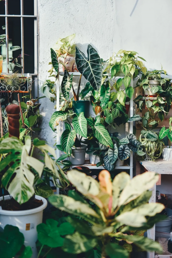 沒有花園怎麼種花？從東北到廣東，4位大神在室內種出植物園