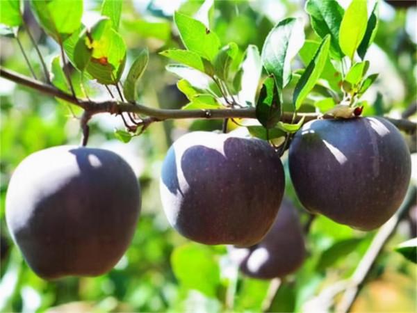 這種果樹，適合種在自家院裡，果子清脆香甜，營養豐富，養護簡單