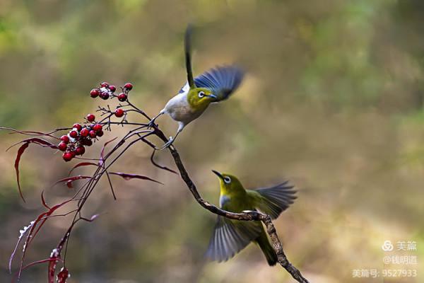 萌萌可愛小精靈——繡眼鳥