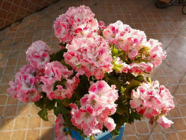 冬天室內陽臺，可養的6種開花植物，整個冬天都是花期，值得養