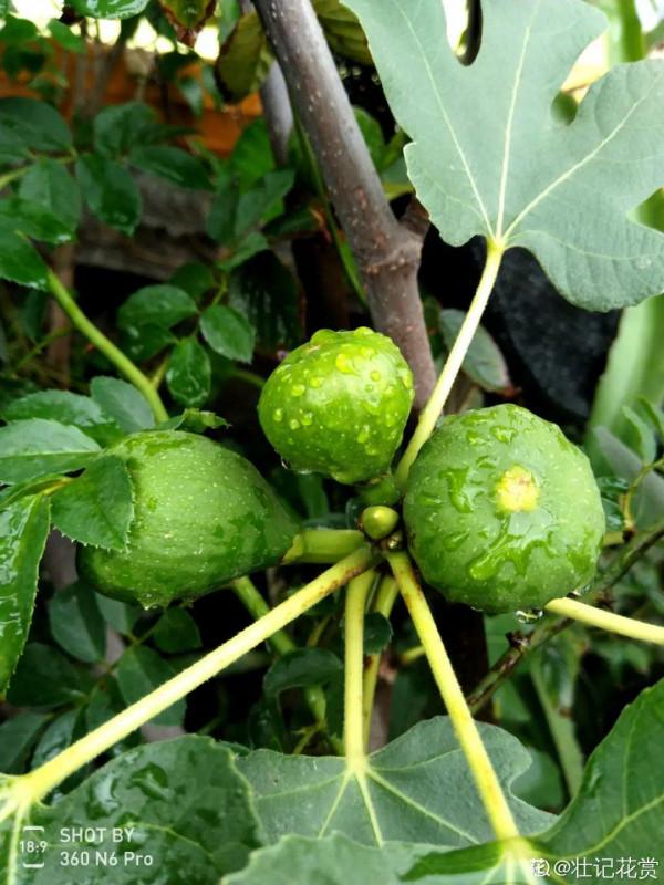 特皮實的無花果樹,葉子油綠能結果,陽臺也能種 特皮實的無花果樹,葉子油綠能結果,陽臺也能種