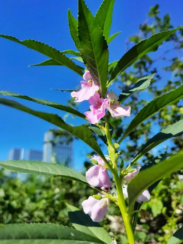 《我的大學》——最重要的是知道學什麼、怎麼學、為什麼學