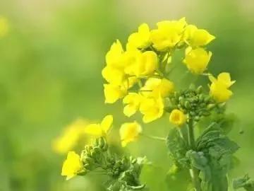 分享圖片&mdash;&mdash;美麗的油菜花集錦