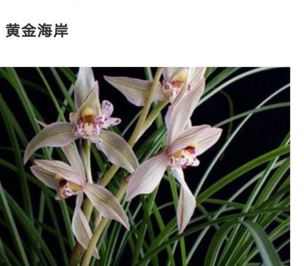 為什麼很多人養花養不活