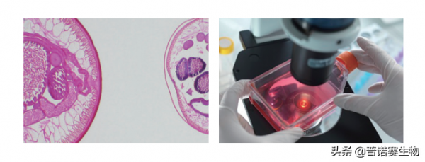 細胞傳代的時間老是掌握不好？這些經驗要知道