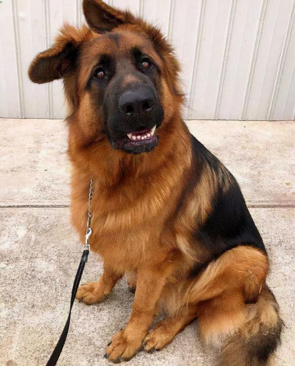 這些狗,一隻比一隻經典,都是很受歡迎的犬種 這些狗,一隻比一隻經典,都是很受歡迎的犬種