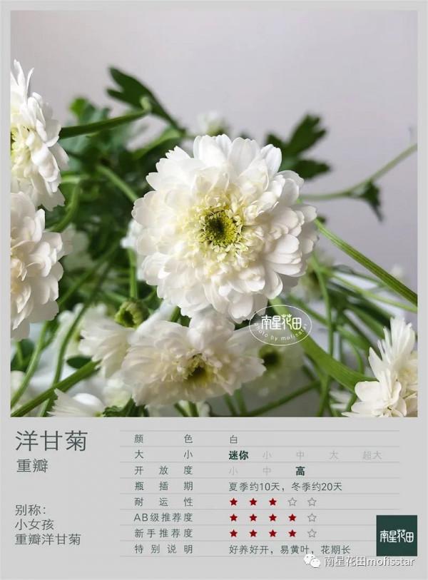 小女孩洋甘菊 · 花邊小白裙