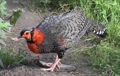 東江攬勝:收集常見鳥類圖譜之陸禽篇,攝鳥人自留地,建議收藏 東江攬勝:收集常見鳥類圖譜之陸禽篇,攝鳥人自留地,建議收藏