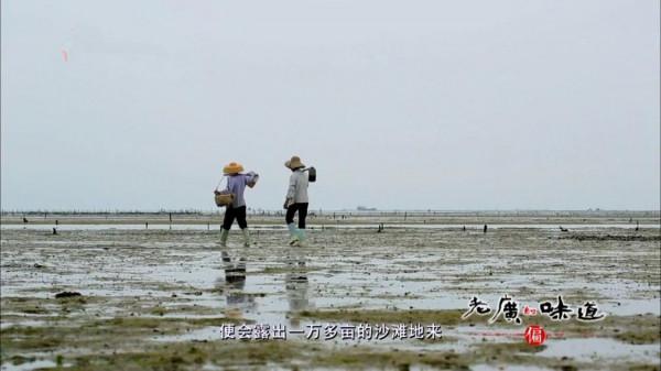 廣東湛江,一種海鮮常讓遊客不敢動筷子,卻有“天然味精”的美譽 廣東湛江,一種海鮮常讓遊客不敢動筷子,卻有“天然味精”的美譽