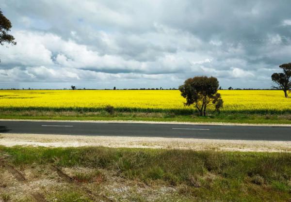 一路向東，乘“鴕鳥號”旅遊列車，從阿德萊德到巴拉瑞特