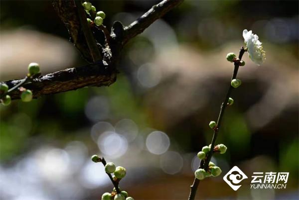 年味（四）一年一度梅花開，今年依舊