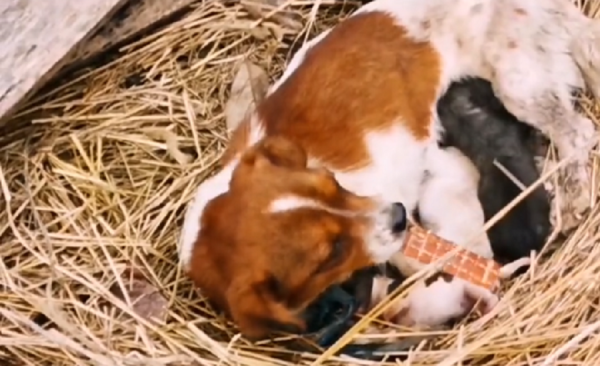 山東：草垛產子的流浪狗，不停舔著剛出生就死去的小狗，默默流淚