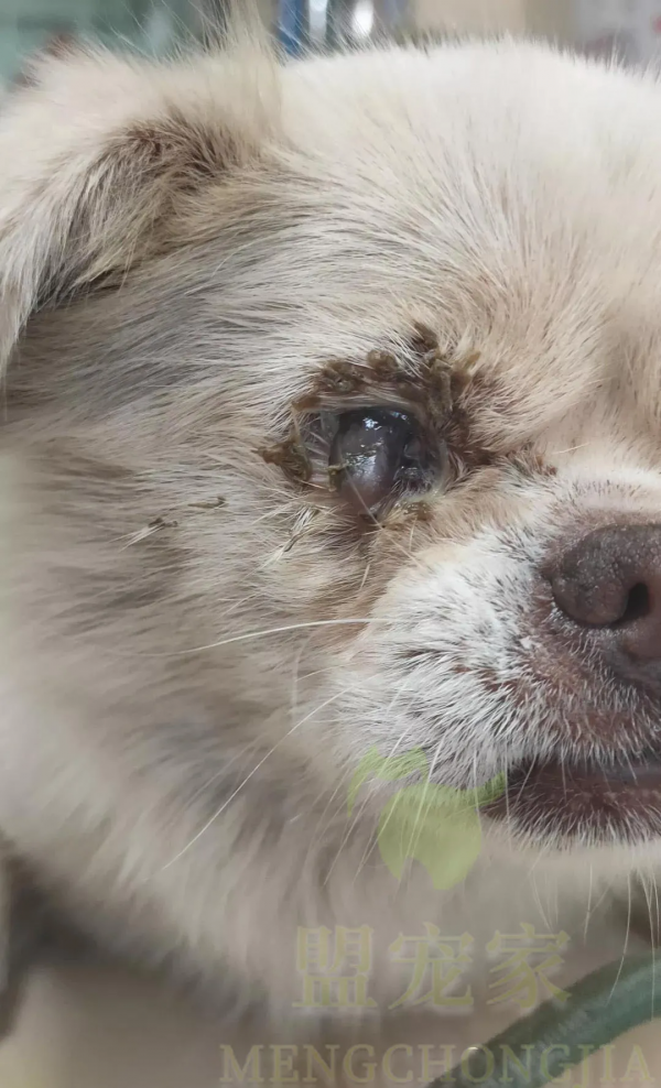 流浪狗慘遭人用鐵棍砸腿，眼睛也被木棍戳瞎，卻依然對人充滿善意