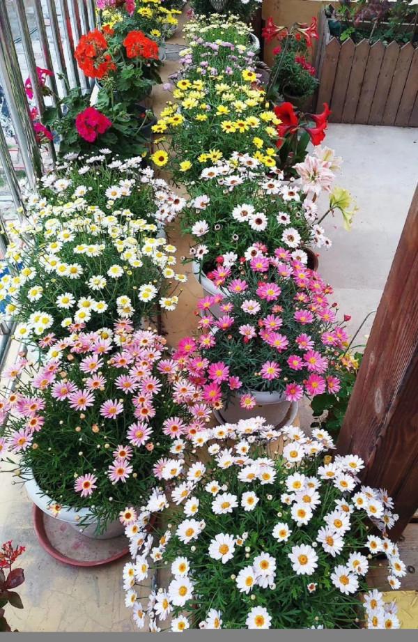 九月逛花市,這些花可以“閉眼入”,都是吉祥好養的“時令花” 九月逛花市,這些花可以“閉眼入”,都是吉祥好養的“時令花”
