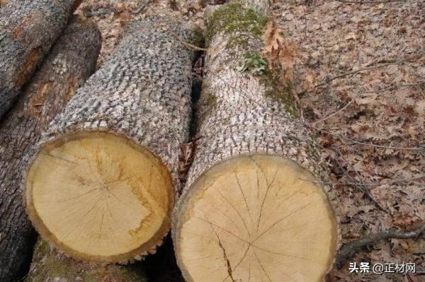 還在為傢俱木材煩惱嗎?傢俱高等木材排行榜,讓你挑選時無憂愁 還在為傢俱木材煩惱嗎?傢俱高等木材排行榜,讓你挑選時無憂愁