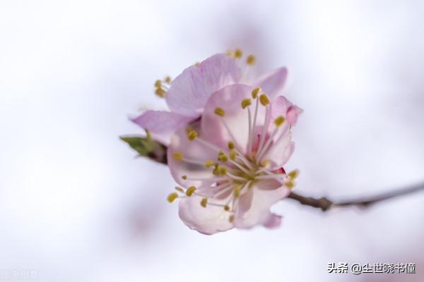 王安石的情商真的很高，面對流言蜚語置之不理，只是隨性寫詩言志