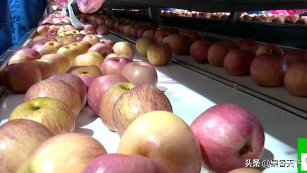 節日氛圍濃，被套圈的老富士能不能抓住最後的機會？