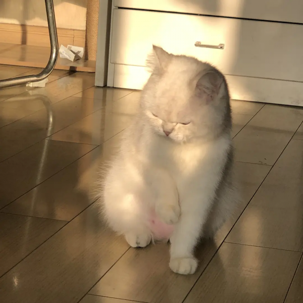 室友的貓它叫充電寶哈哈哈哈哈