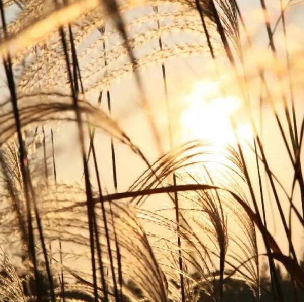 豐富多彩的浪漫“香”遇,正在青浦等你哦~跟著特色線路遊起來 豐富多彩的浪漫“香”遇,正在青浦等你哦~跟著特色線路遊起來
