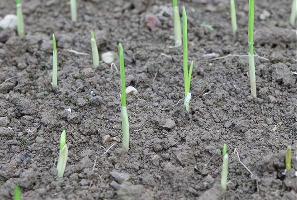 大蒜出苗慢或不出苗,什麼原因?牢記5點措施,出苗又快又齊 大蒜出苗慢或不出苗,什麼原因?牢記5點措施,出苗又快又齊