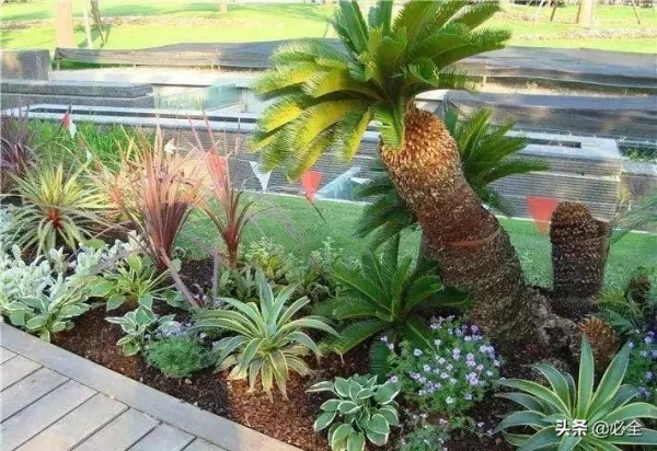 那些比草坪還美的鋪地植物