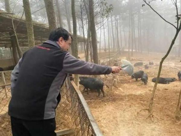 59歲男子做過縣長、報社老總，突然辭職養豬：痛哭過，但絕不後悔