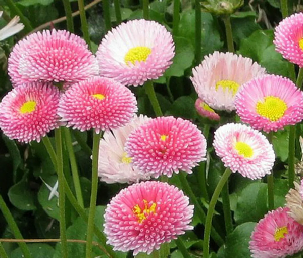 墨西哥飛蓬草,宿根花境裡高顏值、低維護植物 墨西哥飛蓬草,宿根花境裡高顏值、低維護植物