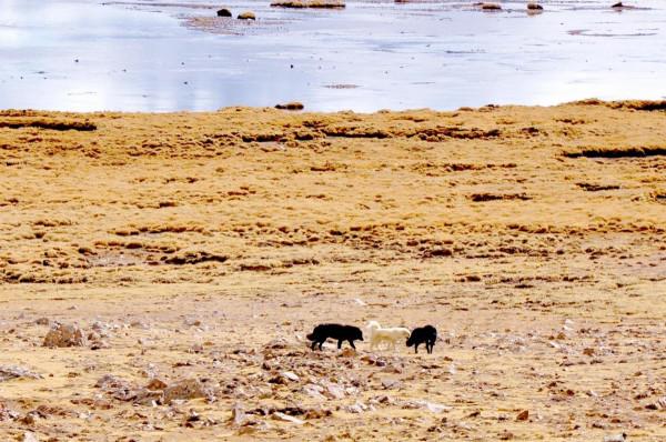 藏西秘境雪域之巔上的“魔眼”達格架間隙噴泉