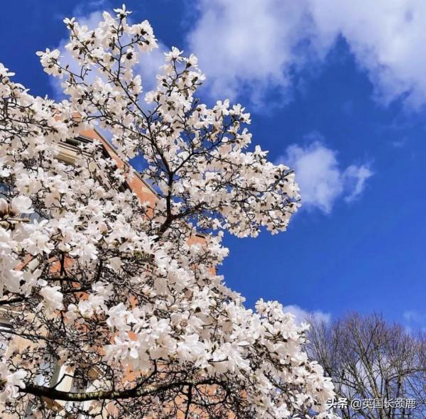 櫻花樹下的英國，你想念嗎？