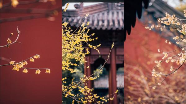 這不是故宮，卻比故宮更柔美，因紅牆白梅而出圈，網友大呼：YYDS