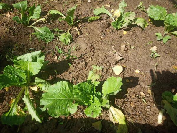 白菜生蟲子，別動不動就施藥，噴點家裡不起眼的小東西也管用